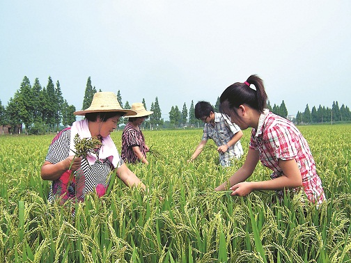 农技服务到田头(图)