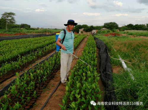 临高昌江等地服务站专家送技术送到百姓身边