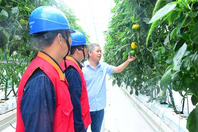 凤台供电:电能替代助力智慧农业 瓜果飘香推动乡村振兴