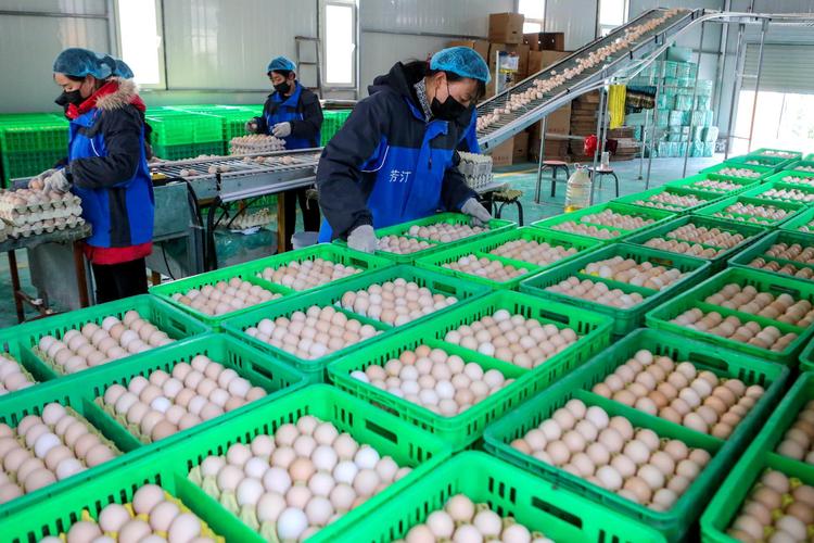 3月4日,在河北省成安县一家农业科技有限公司,工人将鸡蛋装箱.