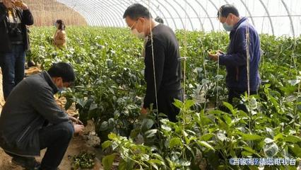 靖远:“三区”人才科技服务助力打赢脱贫攻坚战
