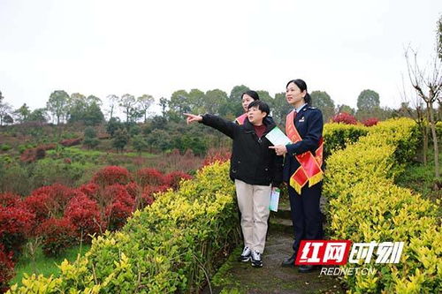 湖南衡阳 税收助力 绘就乡村振兴美丽画卷