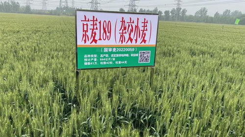 农业新质生产力看北京 焕新品种 擎动未来