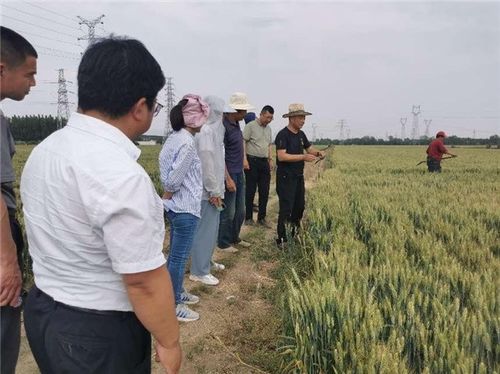 拓广度 增厚度 挖深度,中国人寿财险助力三夏生产 护航粮食安全