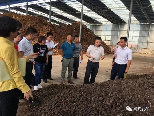 哪个乡镇多力 兴宾区产业扶贫和村级集体经济大评比