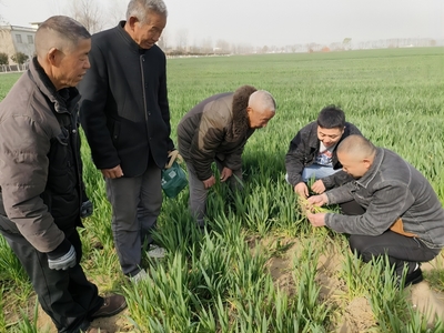 蒙城县许疃镇:科技特派员“送技”到田