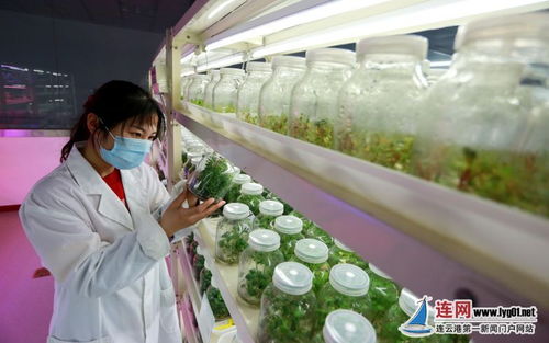 连云港东海 科技驱动让农业更丰 甜