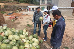我校研究生社会服务团赴南华县开展农业科技服务活动