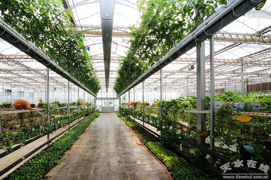 天水在线再次走进武山蔬菜科技示范园采访(图)--天水在线