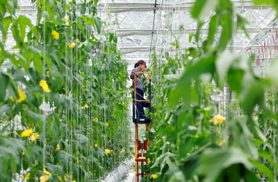 让种菜更加“聪明”!揭晓梁平农业的智慧密码