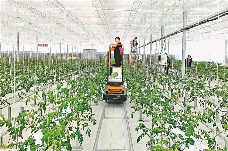 数字化果蔬工厂占"鲜"机 探访双鸭山市现代高科技农业种植示范园区-国