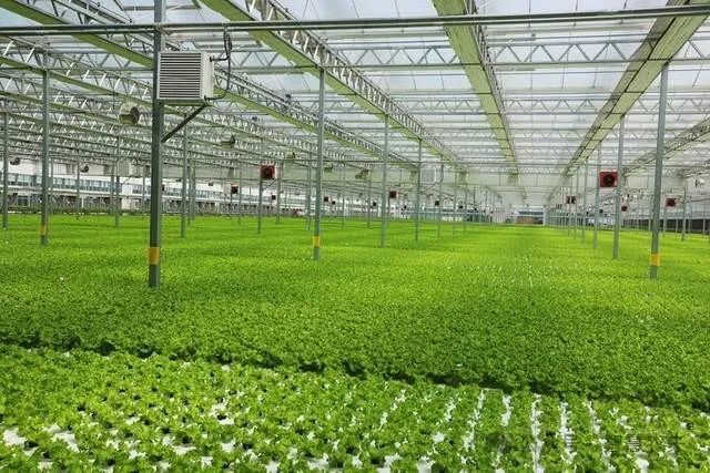 科技改变农业,智能温室工厂化种植成为乡村产业振兴的利器|水培|蔬菜_