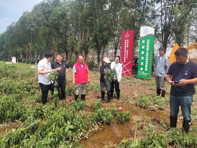 河南省科技特派员奔赴生产一线指导农业抗灾减灾