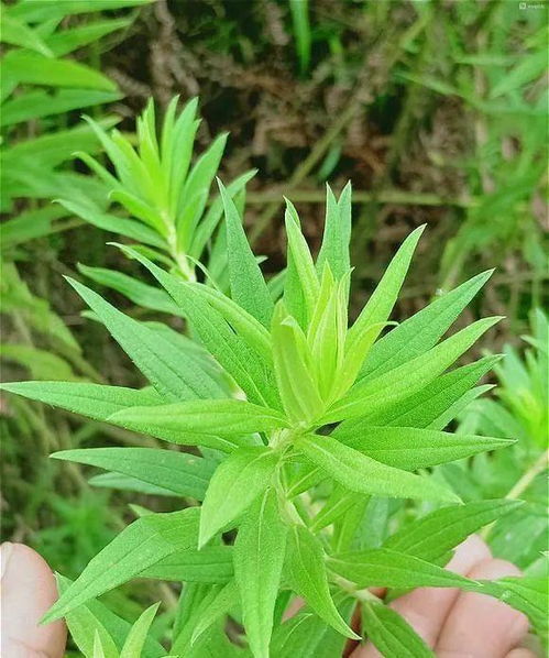注意 荆州多地已出现,看见这种花请立即报告