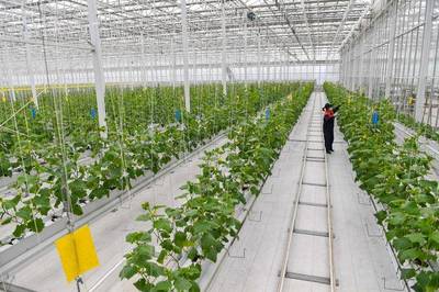 中国“菜篮子”科技含量更足--走进寿光国际蔬菜科技博览会