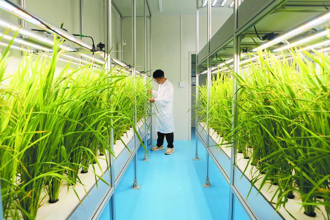 探访神奇的“植物工厂”-- 智能“光配方” 照出禾苗壮