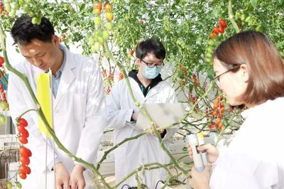 重投农业,加码技术服务,拼多多底盘进一步夯实
