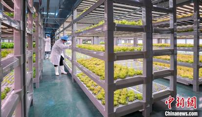 福建泉州:智能植物工厂助力绿色发展