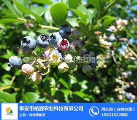 柏源农业科技公司 专业组培蓝莓苗与农业科技服务