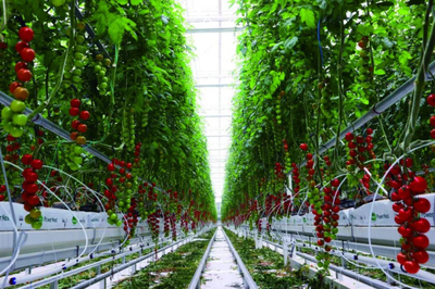 全链赋能 科技驱动 首农食品集团全力拎稳首都'菜篮子'农业科技服务