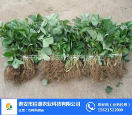 红颜草莓苗哪家好？柏源农业科技公司的专业服务解析