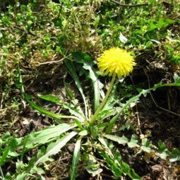 农娃子精品野菜系列 蒲公英的营养价值与高清美图鉴赏
