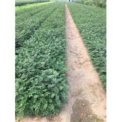 乾纳瑞农业科技 贵州花椒树苗预售与优质服务
