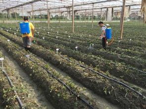 科技助力绿色农业 四川农科院植保所深入双流开展草莓病害防控服务