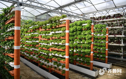 科技为农业插上腾飞的翅膀——高端智库看山东菜博会新技术与新品种百花齐放