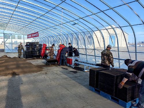 北大荒农业股份勤得利分公司工厂化育秧 科技助力春耕节本增效