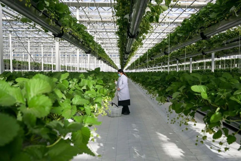 让农业科技成果应用提质增速 构建高效农业科技服务体系