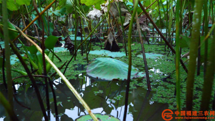 科技服务三农 | 典型案例 科技扶贫“巧”用劲，农业科技服务显神通