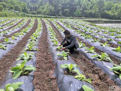 宝云街道 科技助力强管理 服务上门促增收——扎实做好烤烟中耕管理工作