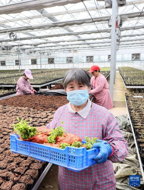 小蓝莓点亮乡村振兴路——山东日照农业科技服务助力致富果产业发展